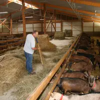 La chèvre est un ruminant herbivore qui doit valoriser en premier lieu les fourrages produits sur la ferme.