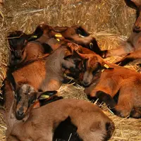 Pour pouvoir disposer de suffisamment de chevrettes pour le renouvellement, il faut garder des jeunes supplémentaires (généralement 15 à 20 %) pour fa