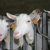 Des noms commençant par P pour reconnaître le millésime de vos chèvres et boucs.