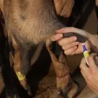 Le traitement intramammaire nécessite une hygiène irréprochable.