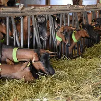 Le foin séché en grange est  complété de 600 g de méteil grain (triticale pois, féverole et avoine) et 200 g de maïs grain en hiver.