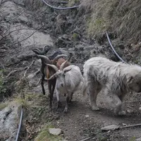 L’embroussaillement des parcours méditerranéens est favorable à la prédation, permettant au loup d’agir en cachette du berger des patois. © A. Villett