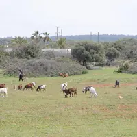 L’élevage caprin du pourtour méditerranéen est souvent un facteur de maintien des populations dans des zones difficiles. © A. Villette
