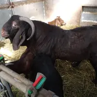 Les animaux couleurs chocolat, aux oreilles longues et au nez busqué sont les plus recherchés pour les sacrifices religieux. © A. Villette