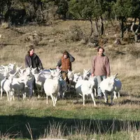 Le gardiennage, en stimulant les chèvres, permet d'optimiser leur consommation. © D. Hardy