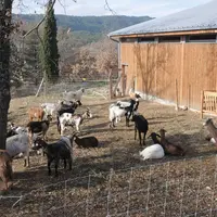 En cas de disponibilité insuffisante de parcours, il faut augmenter l'apport en bergerie. © A. Villette