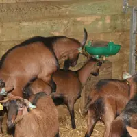 Les boucs aussi sont saisonnés et doivent subir les traitements lumineux pour entrer en activité sexuelle à contre-saison © D. Hardy