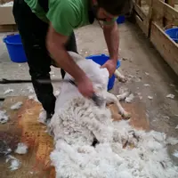 Les sous-poils constituant le cachemire sont cachés sous une toison de poils longs et grossiers qu’il faut trier. © DR