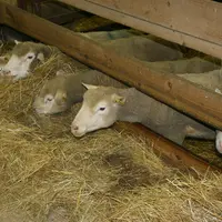 D’autres espèces de ruminants à plus faibles besoins que la chèvre (bovins et ovins à l’entretien) facilitent l’utilisation des mauvais foins et des r