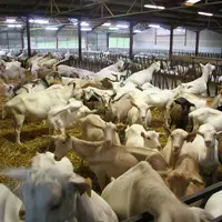 En 2015, un peu moins des deux tiers des livreurs de lait ont dégagé plus de 1,5 fois le Smic par unité de main d’œuvre.  © D. Hardy