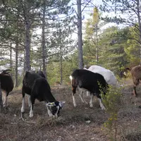Les chèvres ont longtemps été considérées comme ennemies des forestiers. © A. Villette