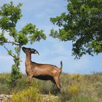 Le pastoralisme caprin a longtemps eu mauvaise réputation en Provence. © DR