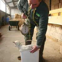Il est important de peser régulièrement les chevrettes. © D. Hardy
