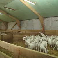 Avec l’amélioration de la génétique, l’éleveur n’a pas de difficulté à garder des chevrettes qui produisent au moins autant que leurs mères. © V. Barg