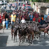 Les chèvres poitevines ont traversé le village comme elles le faisaient avant.  © D. Darrigrand
