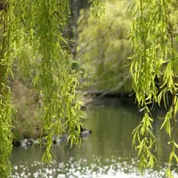 (à mettre à côté de Les promesses des feuilles du saule sur les concentrations cellulaires)Les feuilles de saule ralentissent l’augmentation des cellu