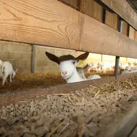 Il est important d'optimiser l'élevage de ses chevrettes afin de garantir un bon renouvellement du troupeau et donc une bonne production. © DR