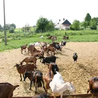 Près de huit éleveurs du Centre-Val de Loire sur dix détient des Alpines et 45 % des Saanen. © D. Hardy