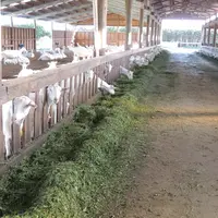 La plupart des fermes caprines néo-zélandaises garde leurs animaux en bâtiment toute l'année.  © A. Pouplin