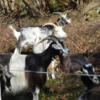 La chèvre pyrénéenne permet de valoriser les landes autour de l'exploitation.  © F. Thuault