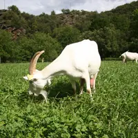 40% des citoyens se disent satisfaits du respect de l'environnement pas les éleveurs. © D. Hardy