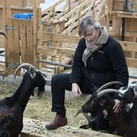Les 36 chèvres de race Poitevine pâturent de mars à novembre sur les prairies, et ne sont nourries, en dehors de l’herbe pâturée, qu’au foin et au mél