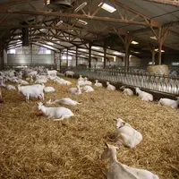 Une litière propre et sèche gardera les trayons plus sains. © D. Hardy