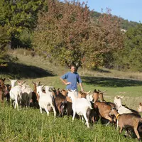 Gaël fait pâturer les chèvres sur ses 47 hectares de surface pastorale.  © M.-A. Batut