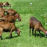 L’accéléromètre placé autour du cou des chèvres permet d'enregistrer les temps effectif d'ingestion. © J. Jost