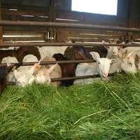 En moyenne, 61% de l’alimentation des animaux est produite sur l'exploitation. © D. Hardy