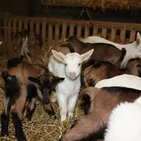 Il est important de veiller à l'hygiène de la litière des chevreaux et de les alotter afin de limiter les risques d'infections microbiennes. © D. Hard