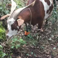 La balise GPS est portée par la chèvre la plus docile du troupeau. © S. Pastorelli