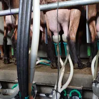 Les gobelets trayeurs glissent petit à petit sur les trayons, du fait de la longueur excessive du tuyau long à lait qui tire les gobelets vers le bas.
