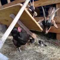 Grâce aux poules et aux poussins, le nombre de mouches a considérablement été réduit dans les chèvreries. © A. Rabittiis