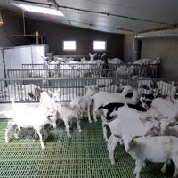 Dans l'exploitation de 900 chèvres, les chevrettes sont placées sur caillebotis. © C. Bossis