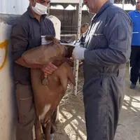 Ramin Aliverdinasab,  partenaire iranien d'Evolution International, insémine les chèvres d'un éleveur de Kerman avec de la semence française. © DR