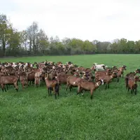 Des arguments pour défendre l’élevage© D. Hardy
