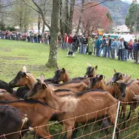 ANIMATEURS DE LA VIE LOCALE, les éleveurs caprins contribuent à préserver un patrimoine culturel et historique riche. © D. Hardy