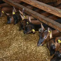 Les chèvres valorisent bien la matière sèche du maïs fourrage mais sont exigeantes sur la qualité. © D. Hardy