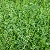 Une prairie multiespèce riche en légumineuses (trèfle violet et blanc, luzerne) et graminées (fétuque élevée, RGA) peut permettre de produire un fourr