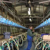 Les compteurs de lait fonctionnent grâce à une puce située sur la patte de la chèvre et lue par un capteur placé sur les griffes. © V. Bargain
