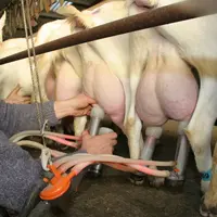 Une bonne qualité de lait, même l'été, permet à l'éleveur d'assurer son revenu. La gamme Taux y contribue. © D. Hardy