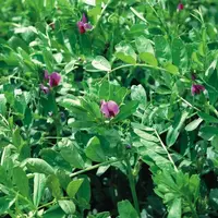 La valeur nutritionnelle des espèces en culture dérobée déclinent lors de l'entrée en floraison. © Gnis