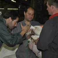 Pour optimiser les chances de réussite à l’IA, on ne choisira que des chèvres sans problèmes de reproduction connus. © F. Bidan