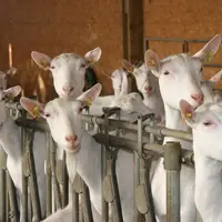 La longévité fonctionnelle correspond à l’aptitude des chèvres à vivre longtemps pour une raison autre que leur niveau de production. © D. Hardy