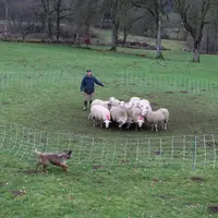 François Oudot entraîne sa jeune chienne avec un petit lot de brebis, isolé par un filet circulaire les séparant du chien. © B. Morel