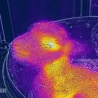Le S61 peut être un indicateur en temps réel de la température d'un animal, d'un liquide ou de tout autre objet. © Flir
