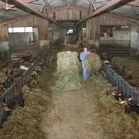 Les éleveurs résilients sont d’abord des animaliers qui maîtrisent parfaitement la conduite de leur troupeau. Ils restent prudents sur le plan des inv