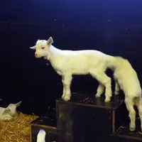 Simples à mettre en place, les caissons sont très appréciés des chevreaux. © E. Fresnay