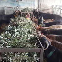 Le saule pourrait être utilisé durablement comme fourrage vert pour les chèvres israéliennes. © Agri. Research Org. - the Volcani Center